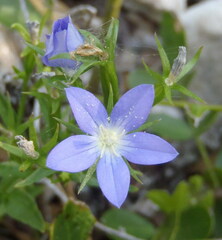 Triodanis leptocarpa