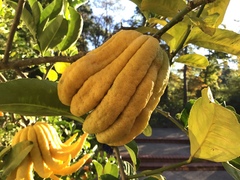 Citrus medica sarcodactylis