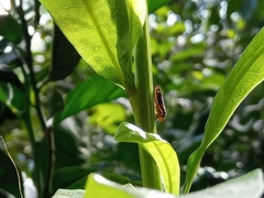 Cicadellinae