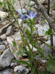 Triodanis leptocarpa