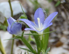 Triodanis leptocarpa