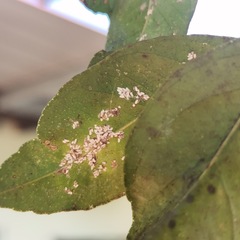 Aleuroplatus coronata