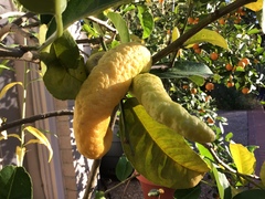 Citrus medica sarcodactylis