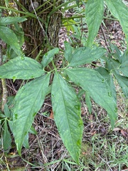 Syngonium angustatum