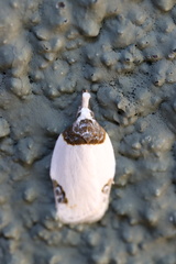 Callistenoma ustimacula