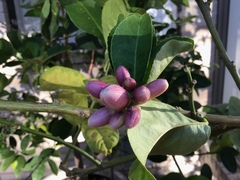 Citrus medica sarcodactylis