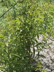 Searsia transvaalensis