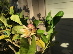 Citrus medica sarcodactylis