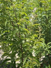 Searsia transvaalensis