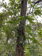 Syngonium angustatum