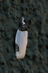 Callistenoma ustimacula