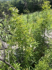 Searsia transvaalensis