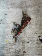 Oryctolagus cuniculus domesticus