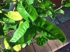 Citrus medica sarcodactylis