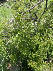 Searsia transvaalensis