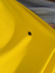 Brachyplatys subaeneus