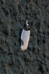 Callistenoma ustimacula