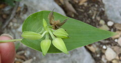 Ruscus