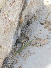 Salvadora deserticola