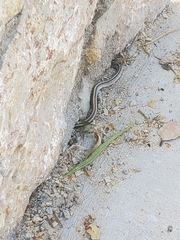 Salvadora deserticola