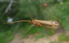 Limnephilus ornatus