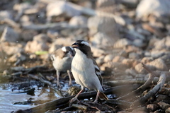 Plocepasser mahali mahali