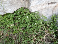 Phyla nodiflora nodiflora