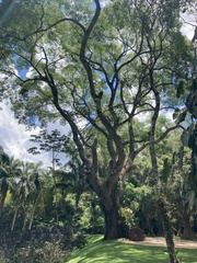 Enterolobium cyclocarpum