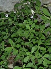Phyla nodiflora nodiflora