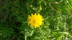 Sonchus tenerrimus