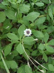 Phyla nodiflora nodiflora