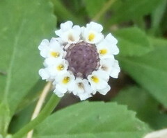 Phyla nodiflora nodiflora