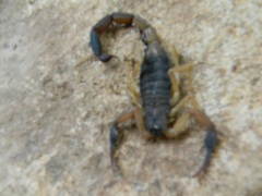 Centruroides nigrimanus