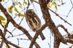 Glaucidium perlatum