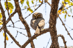 Glaucidium perlatum