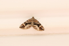 Lagynopteryx botulata