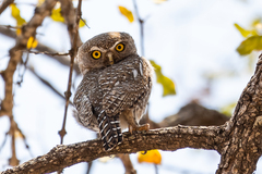 Glaucidium perlatum