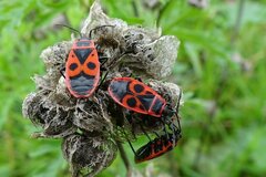 Pyrrhocoris apterus