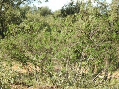 Quercus rotundifolia
