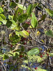 Smilax walteri
