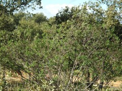 Quercus rotundifolia