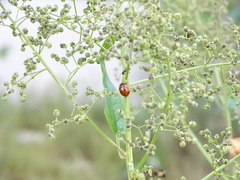 Chenopodiastrum simplex