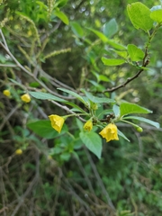Capsicum rhomboideum