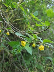 Capsicum rhomboideum