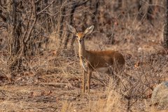 Raphicerus campestris
