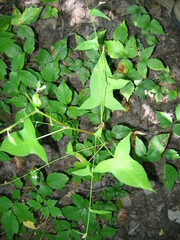 Persicaria arifolia