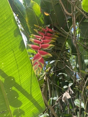Heliconia