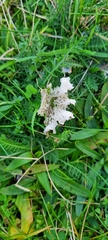 Peltigera canina