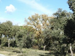 Quercus rotundifolia