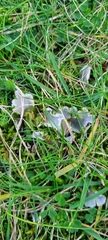Peltigera canina